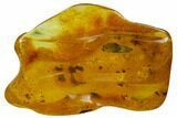 Detailed Fossil Plant Leaf (Gymnosperm) In Baltic Amber #128320-1